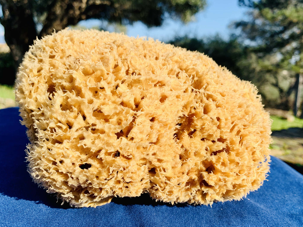 SFUNGA Natural Sea Sponge-1