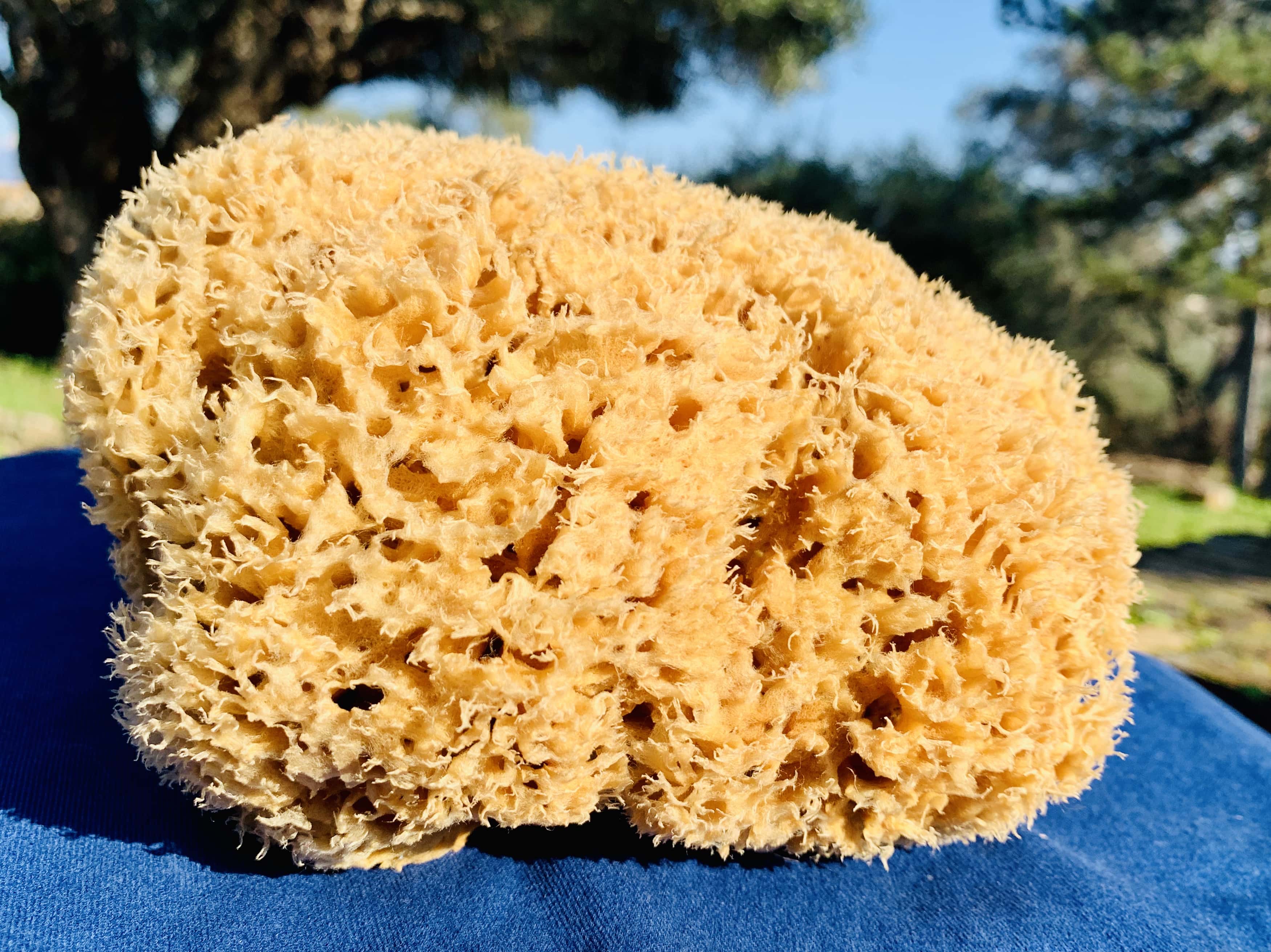 SFUNGA Natural Sea Sponge-1