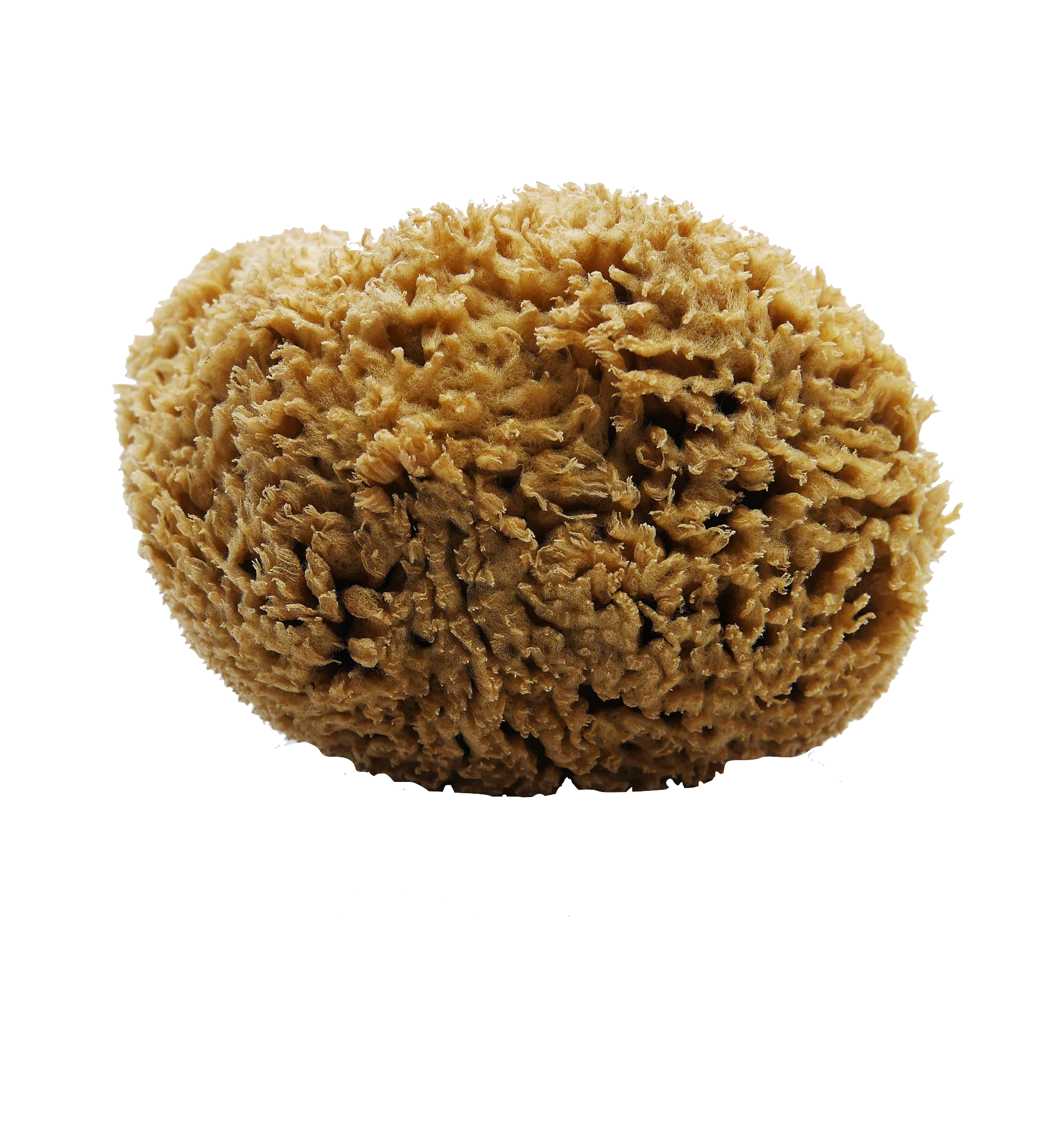 SFUNGA Natural Sea Sponge-0